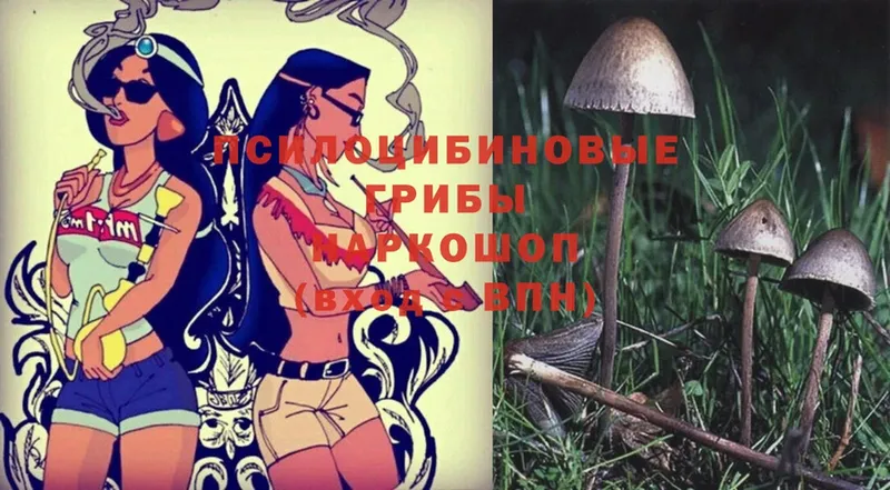 Галлюциногенные грибы Psilocybe  Урень 